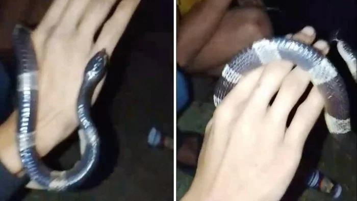 Tongkrongan Berubah Duka, Pria Bogor Tewas Usai Pegang Ular Weling